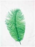 Veer Klein 30-40cm Groen