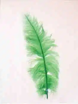 Struisveer Middel Spadona Groen 35-45cm